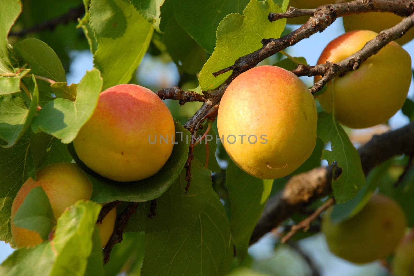 Apricot on the tree