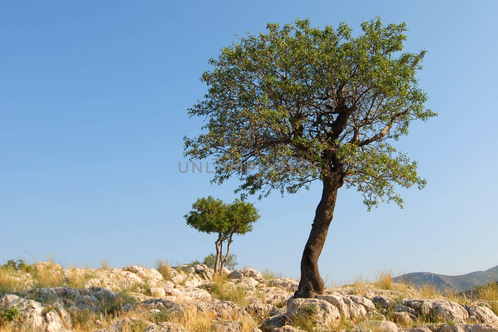 Two trees in Greece