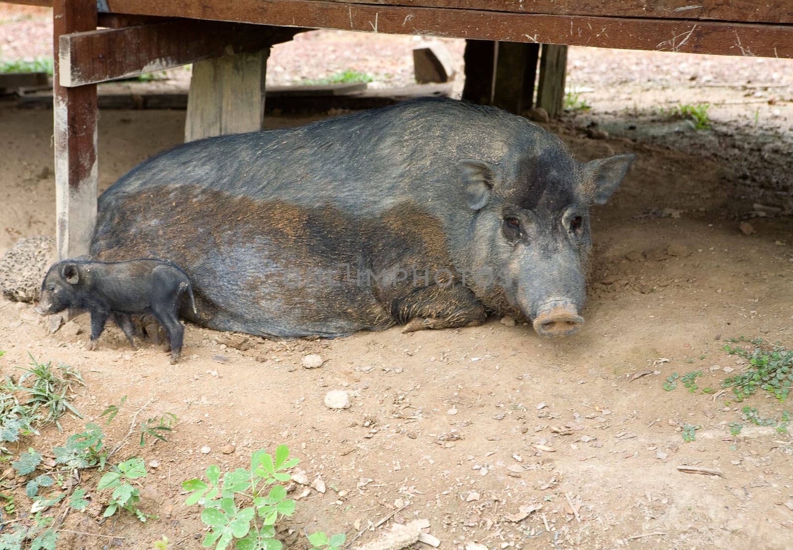 Wild boar