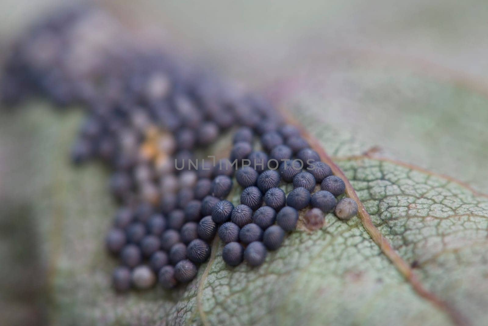I photographed these eggs on a rose petal (underside) with 180mm macro and Raynox macro lens. It was only at this magnification that one could even see that they were round and provided with grooves. Does anyone happen to know what this is all about?