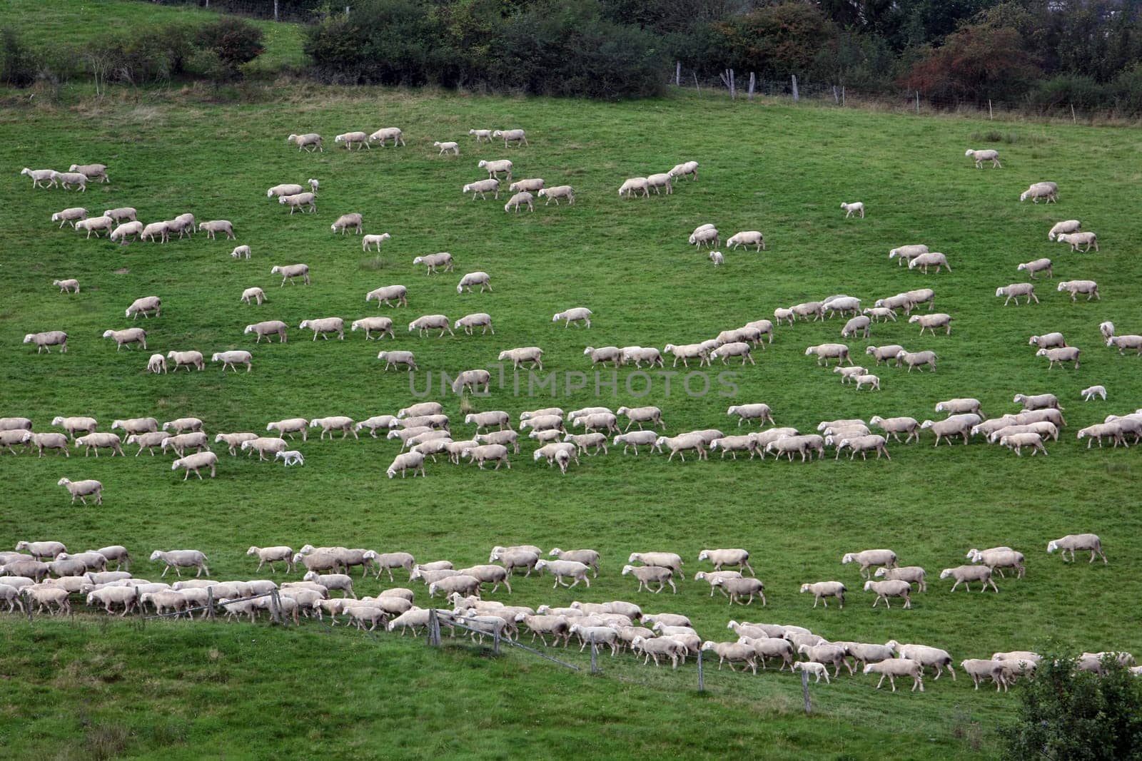purposeful flock of sheep
