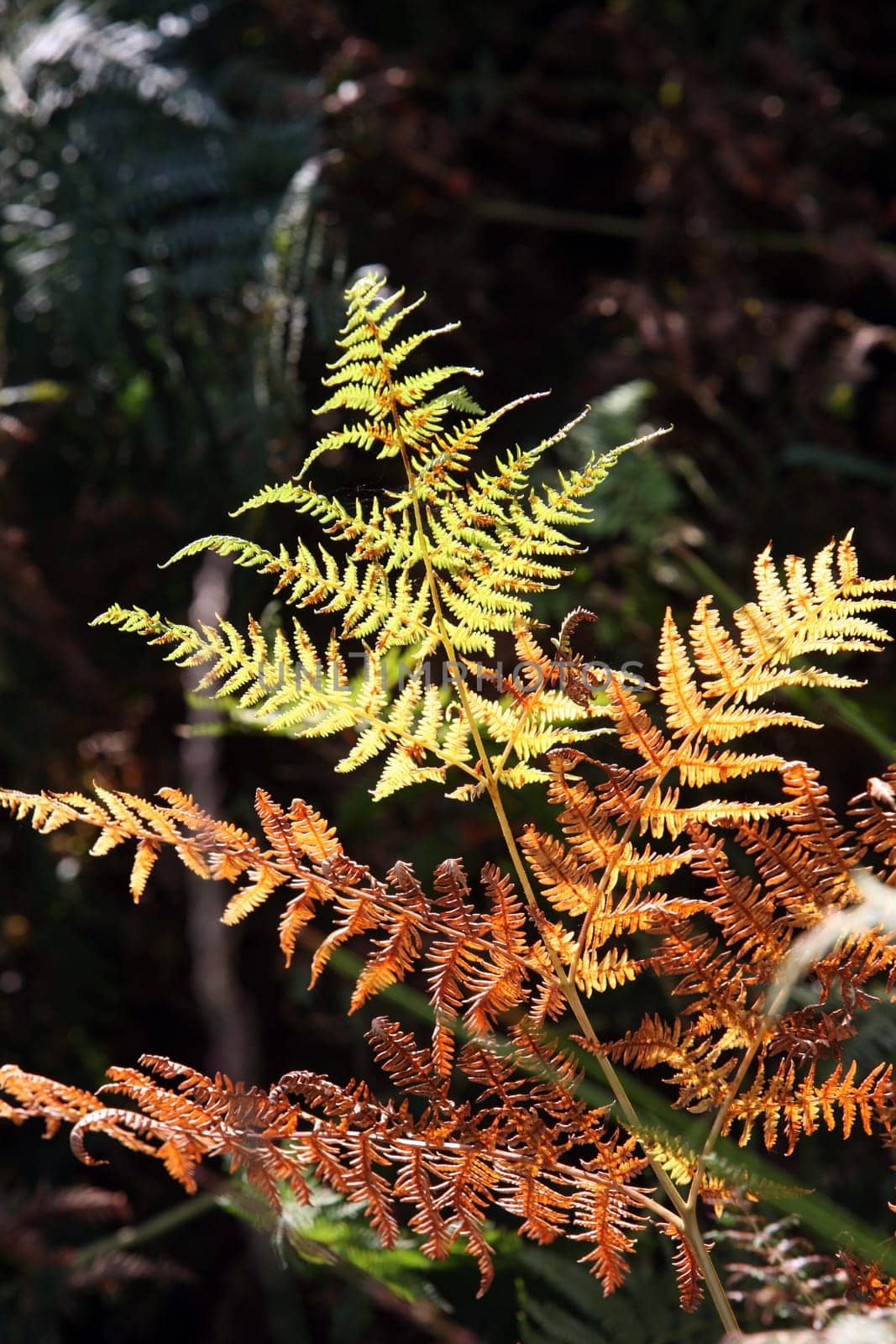 Fern in autumn colours