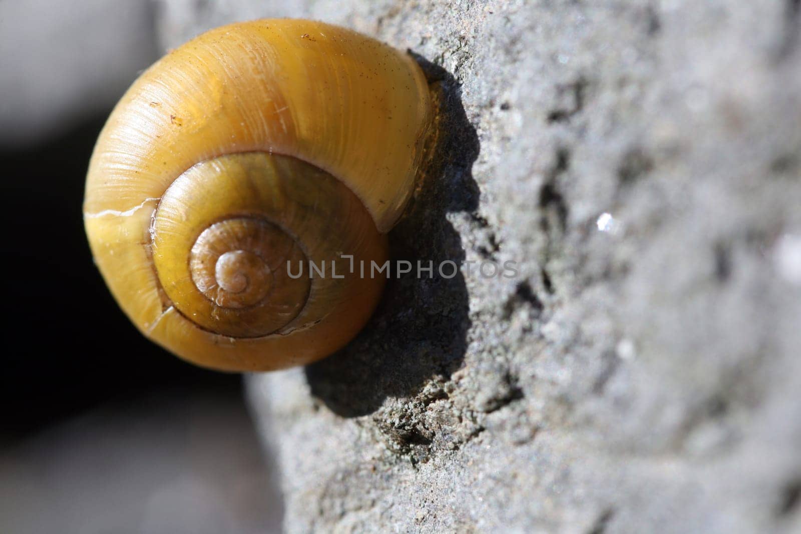 yellow snail shell