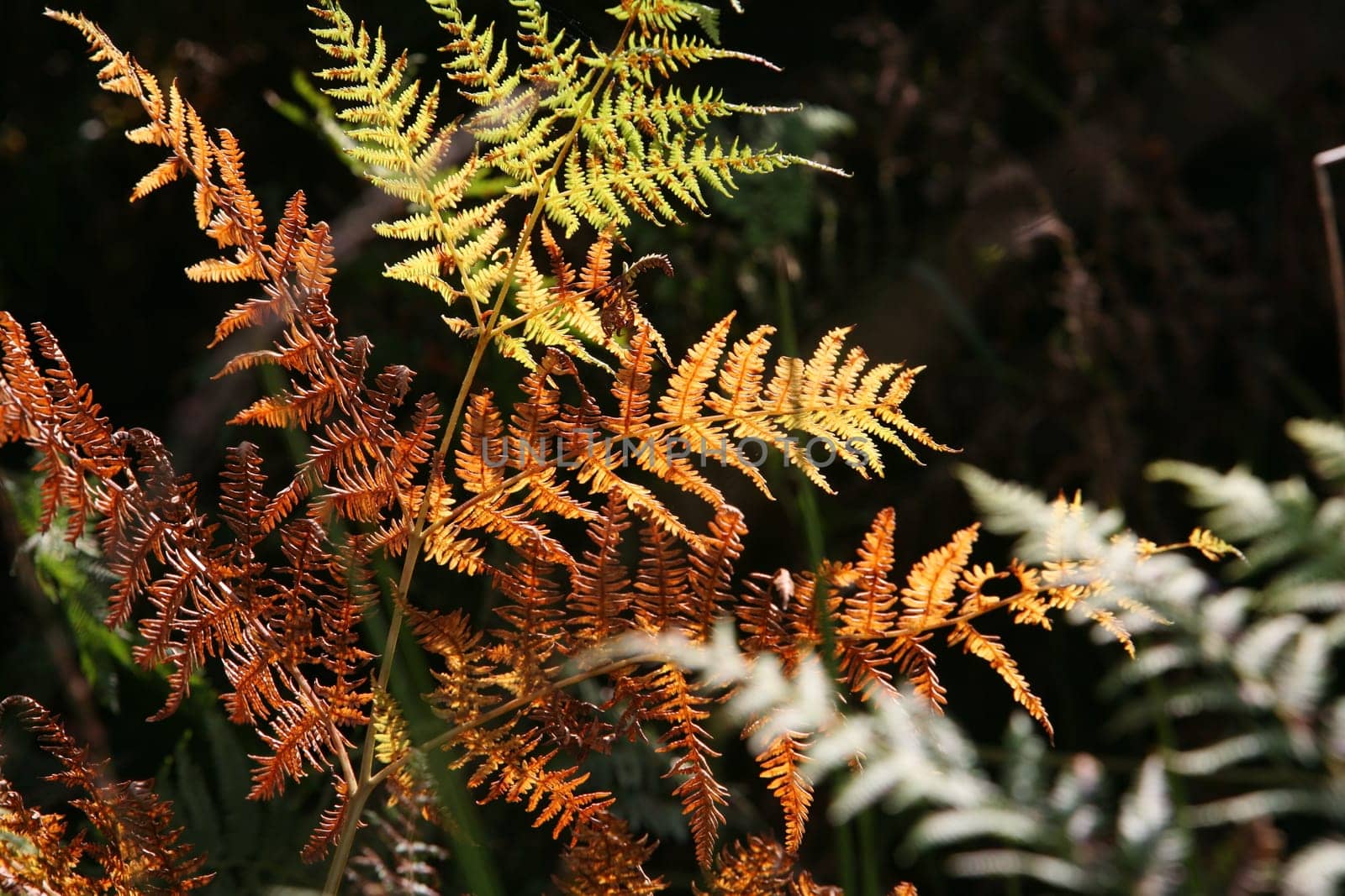 Fern in autumn colours