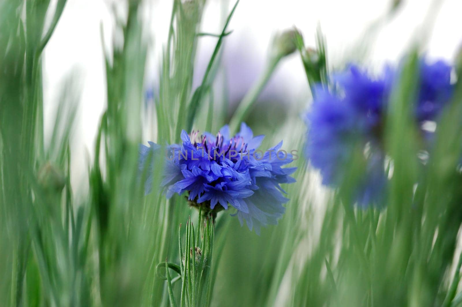 Cornflower