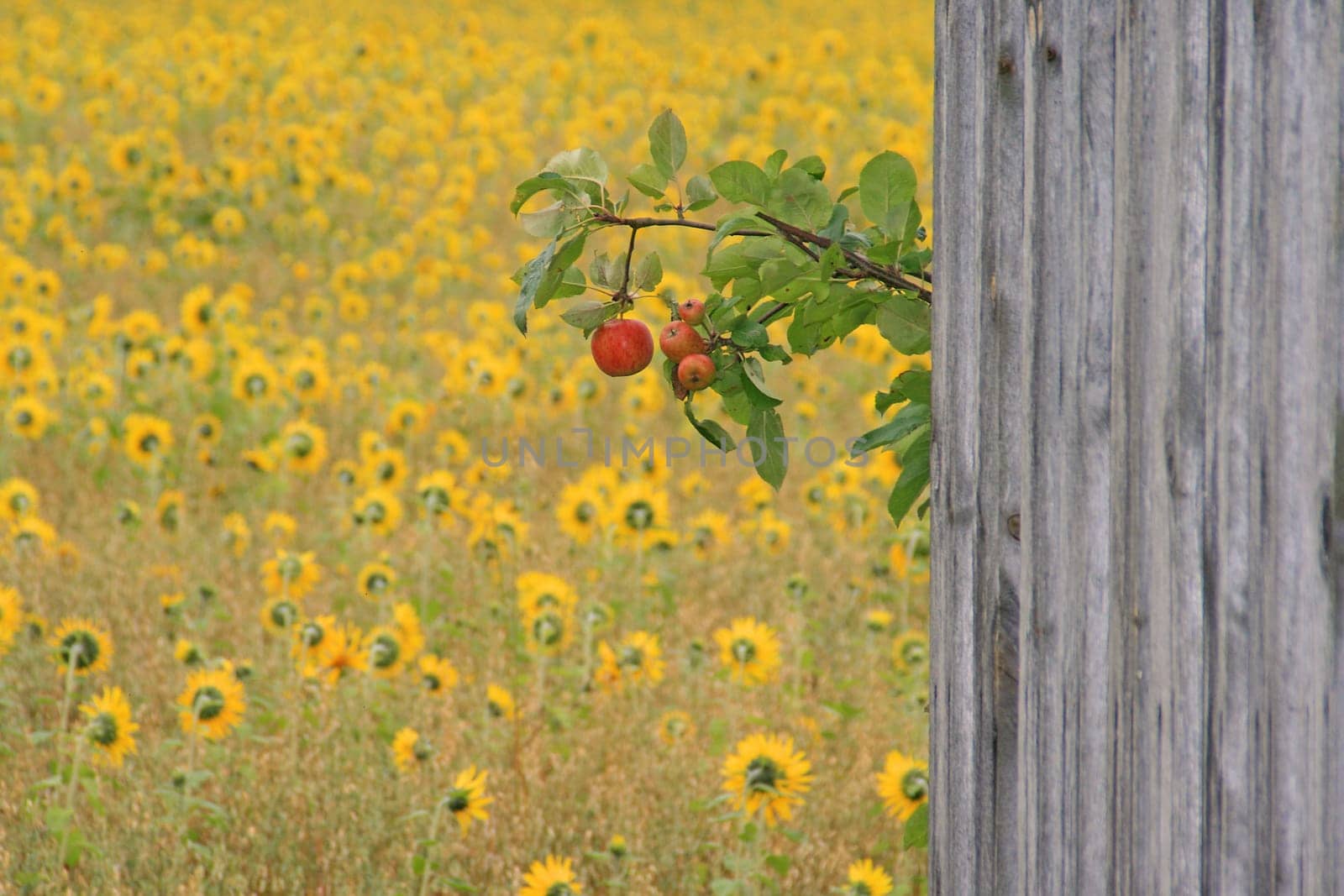 Ripe apple