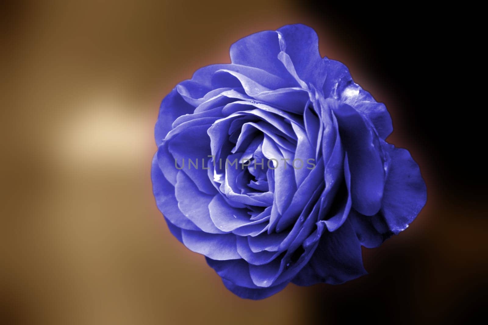 blue rose