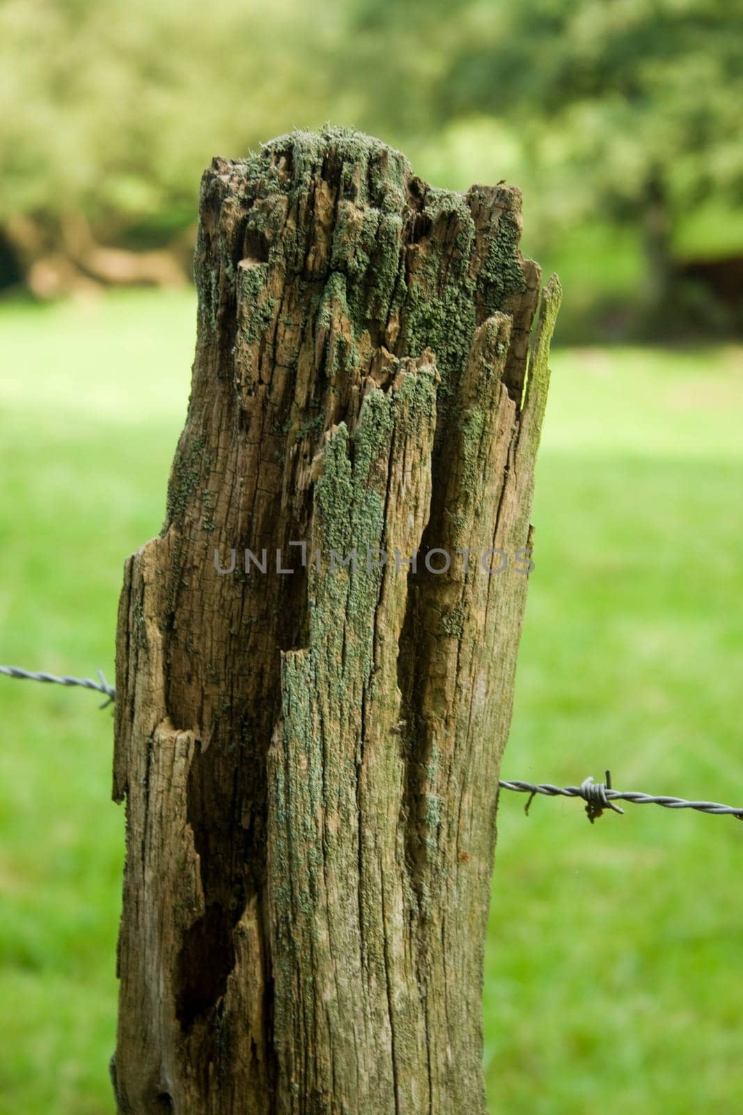 Pasture fence