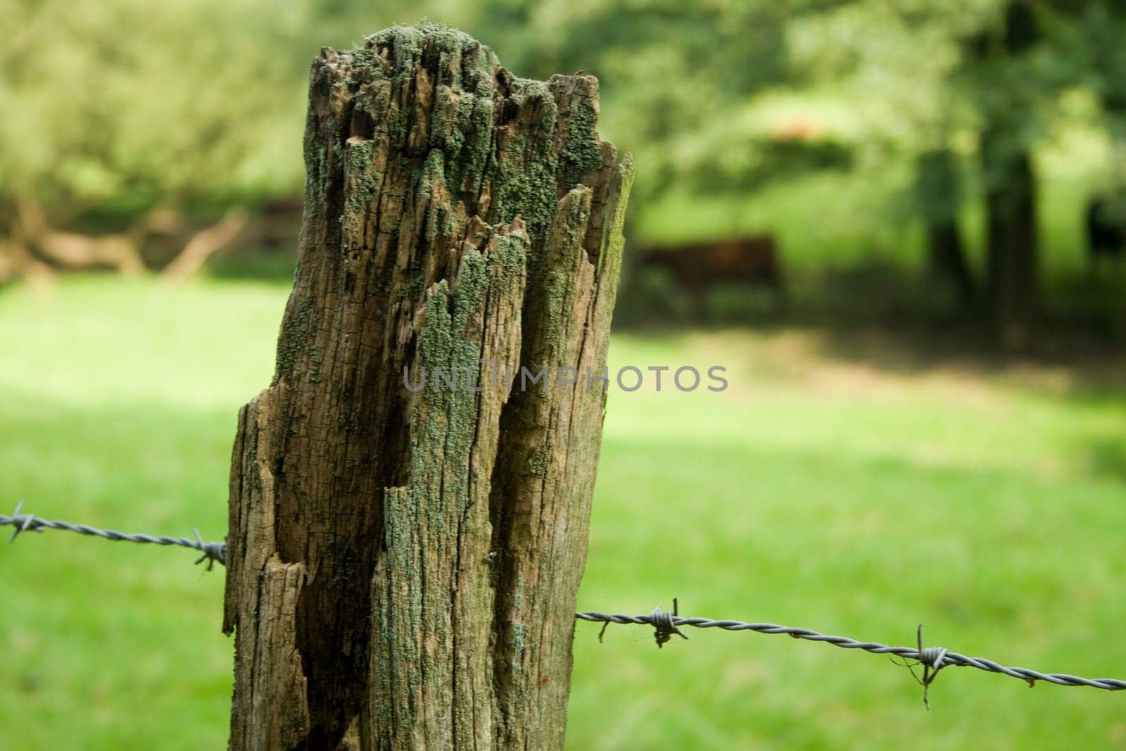 Pasture fence