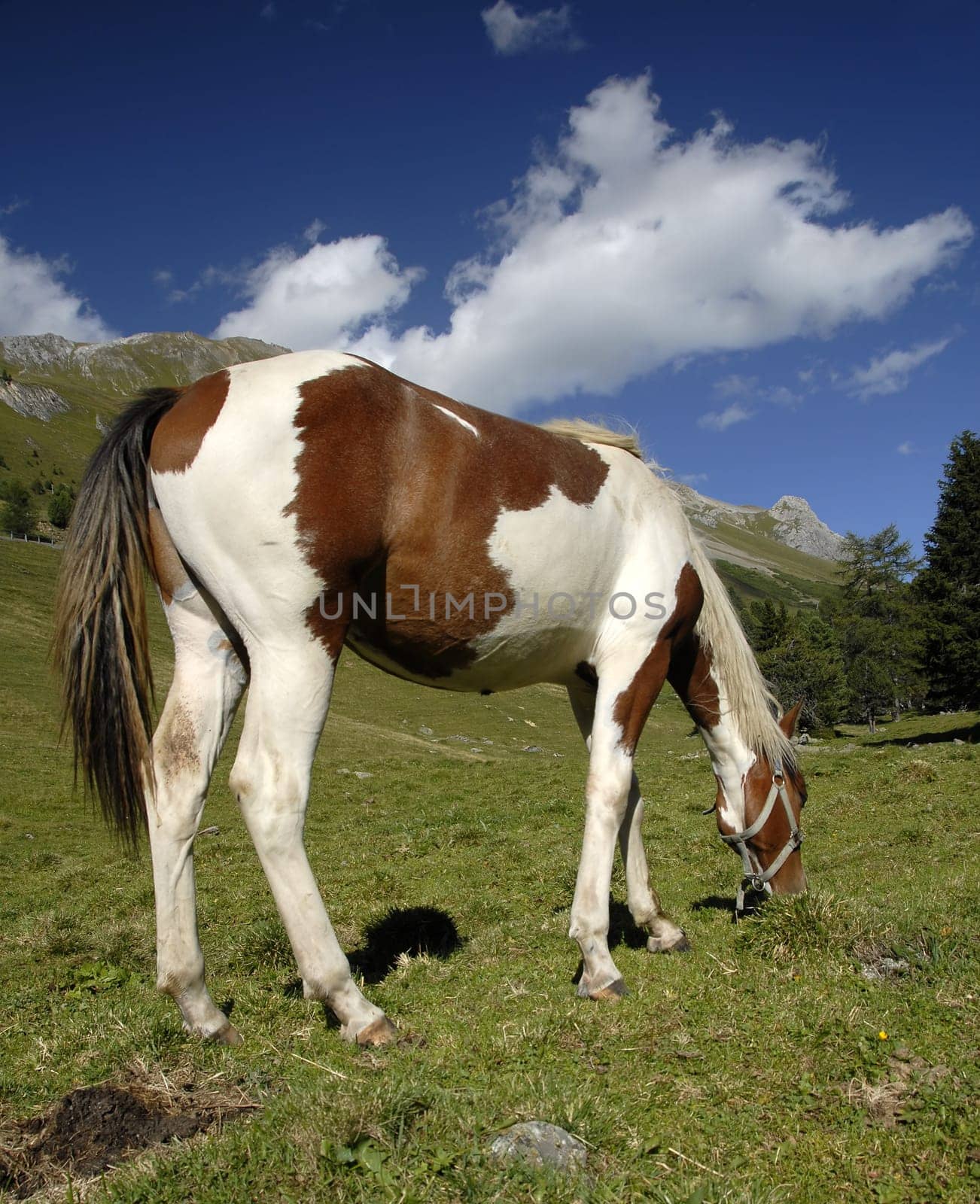 A horse's back can also delight