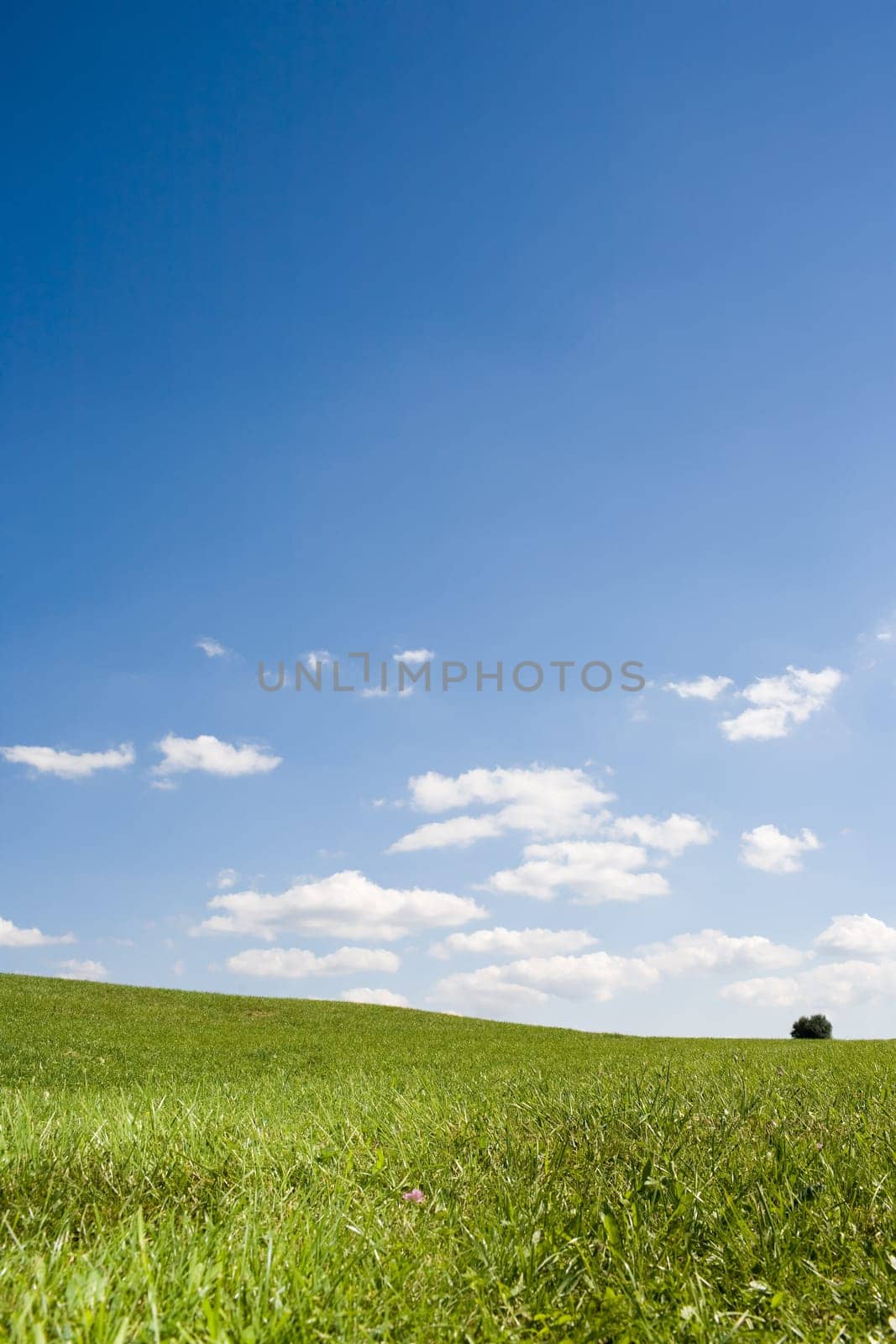 Sky and meadow