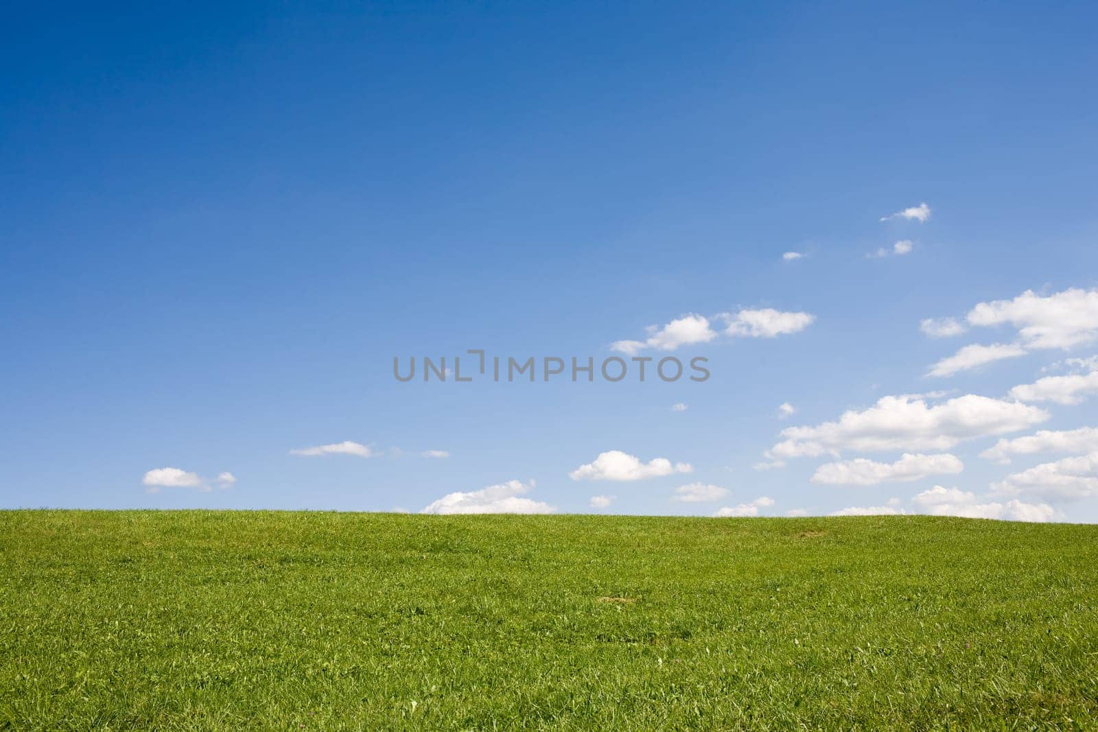 Landscape in summer
