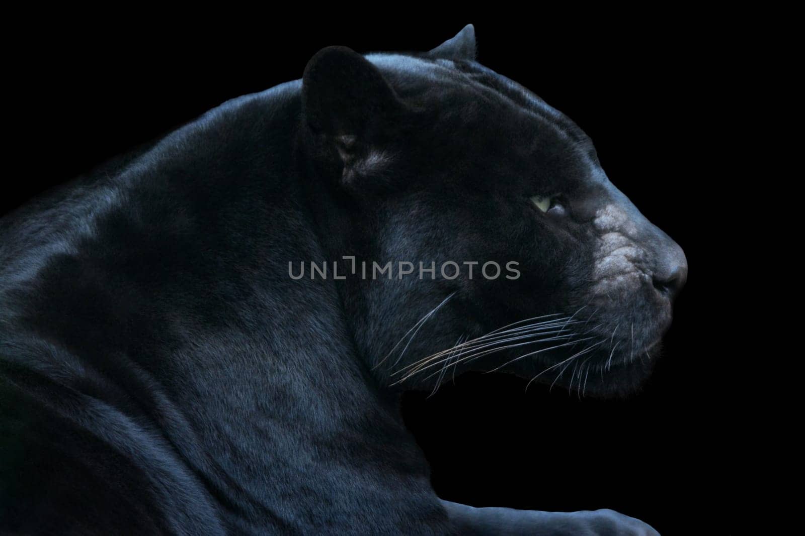 Night Hunter