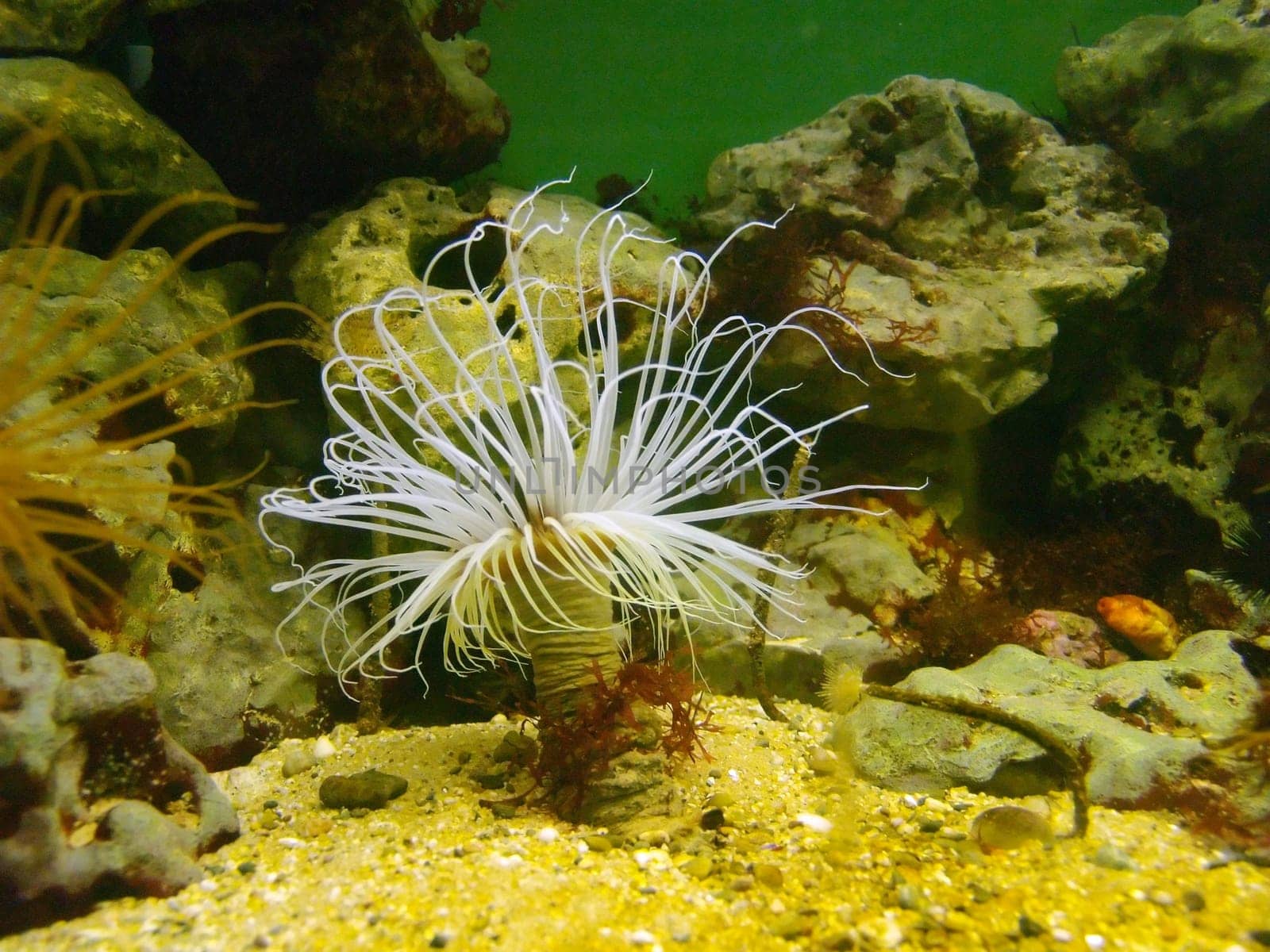 Sea anemone