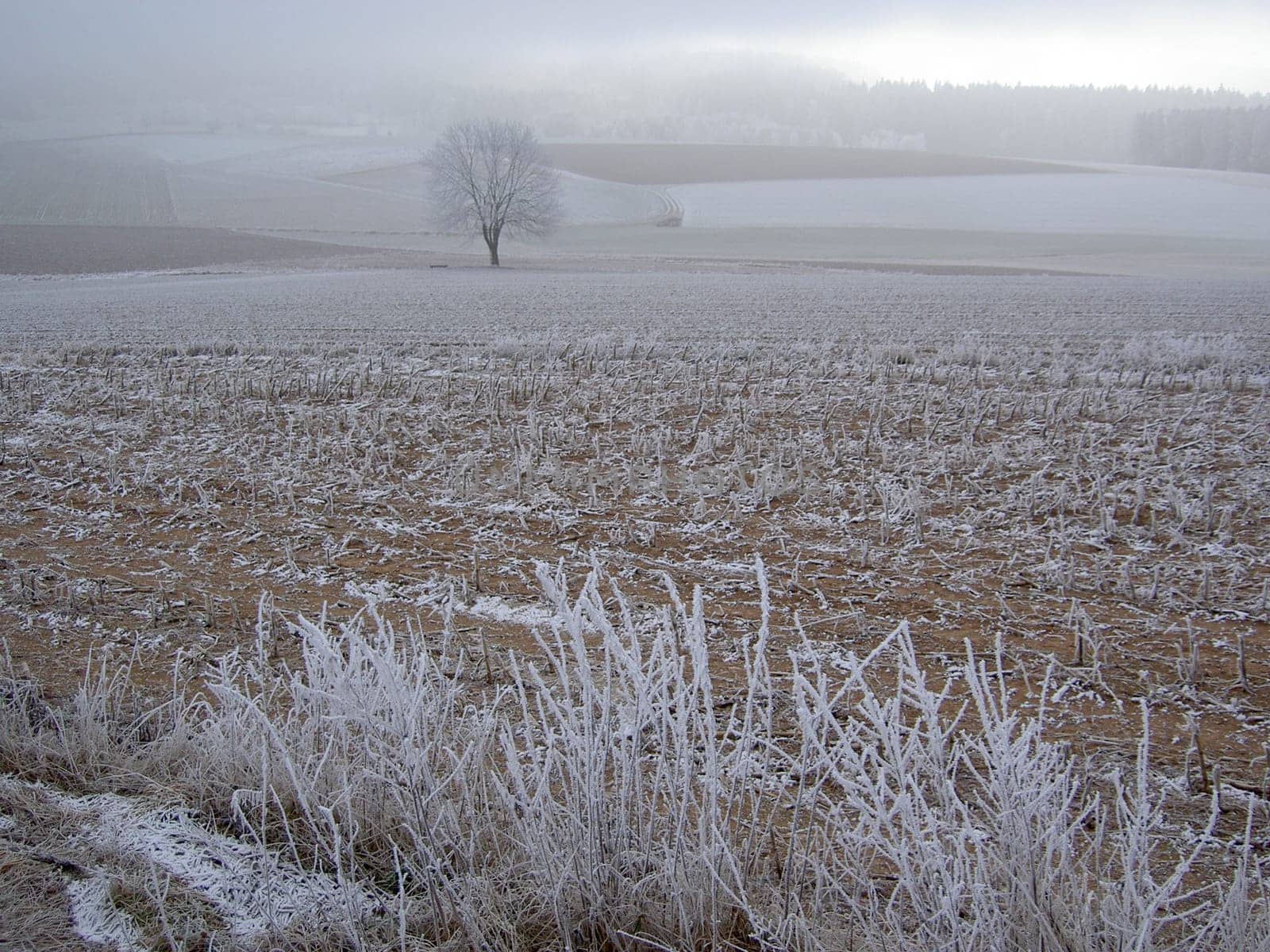 Hoarfrost landscape