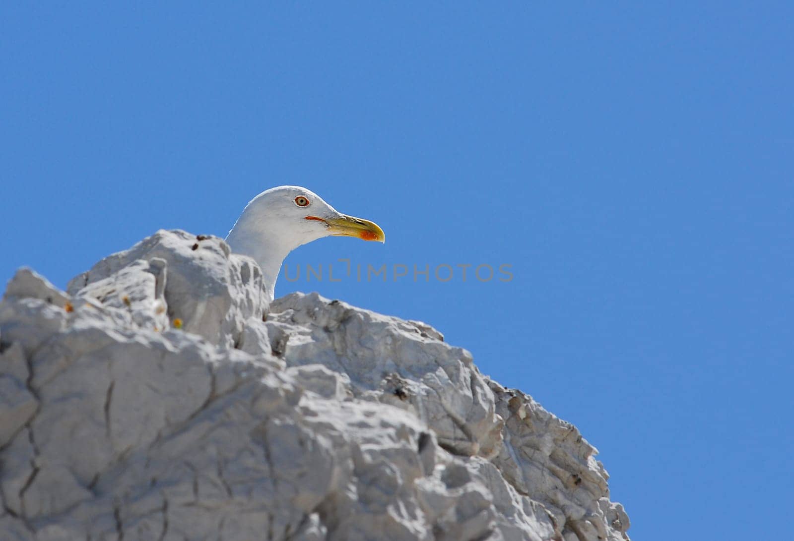 ... seen on the Frioul Islands off Marseille...