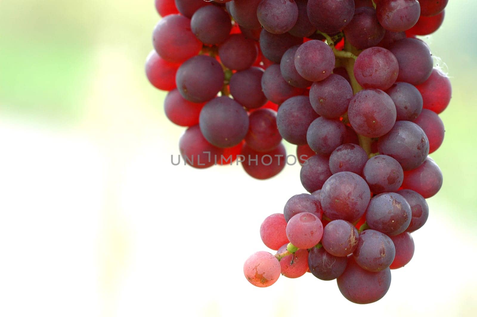 Grapes 7