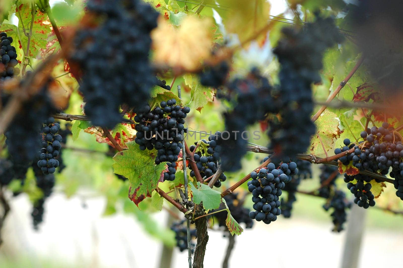 Grapes 6