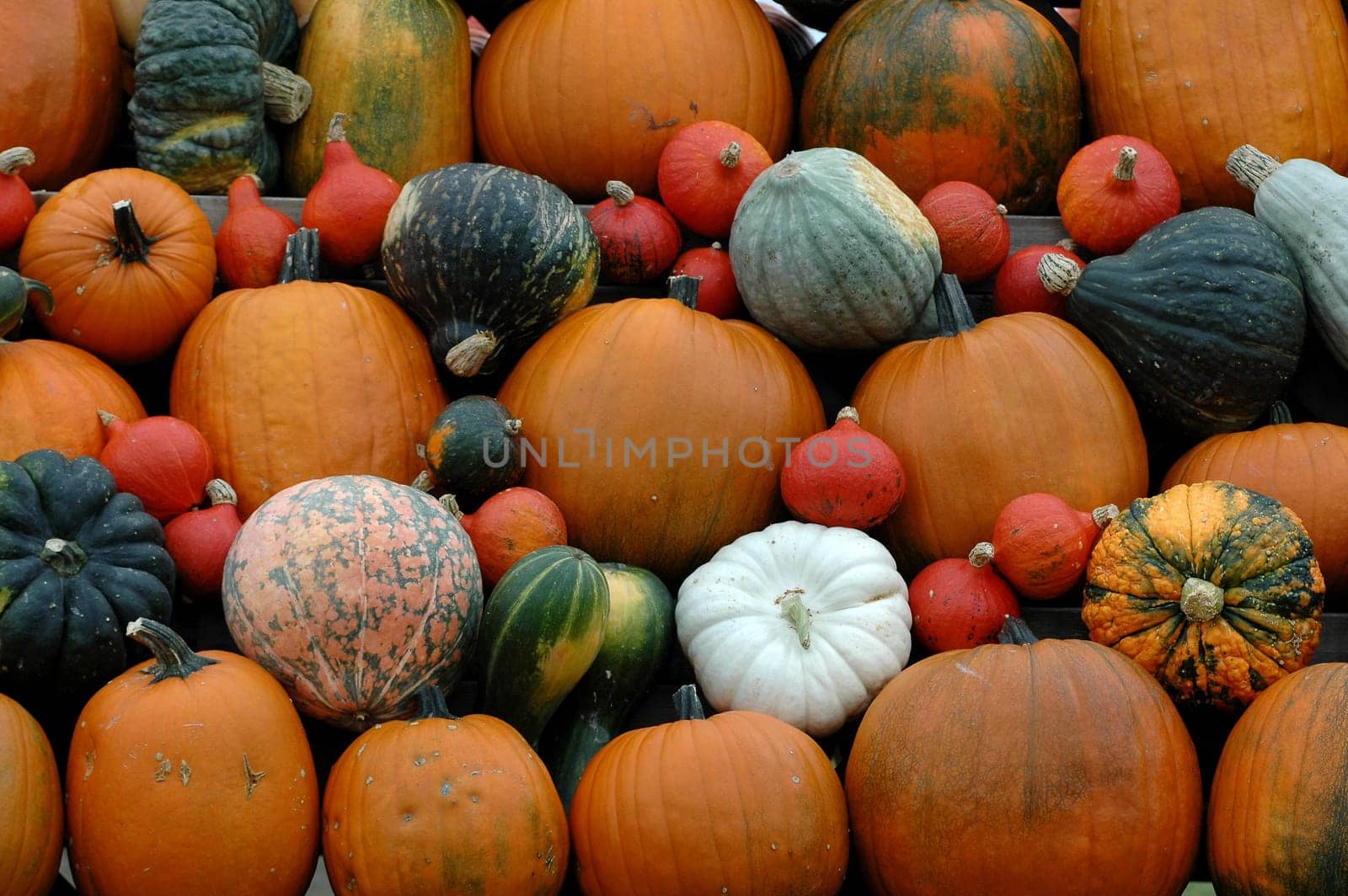 Pumpkin 1