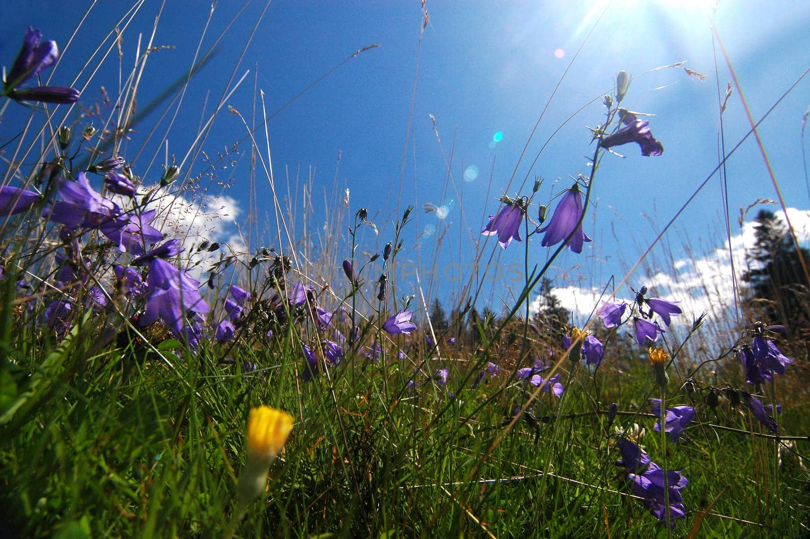Flower Meadow 2