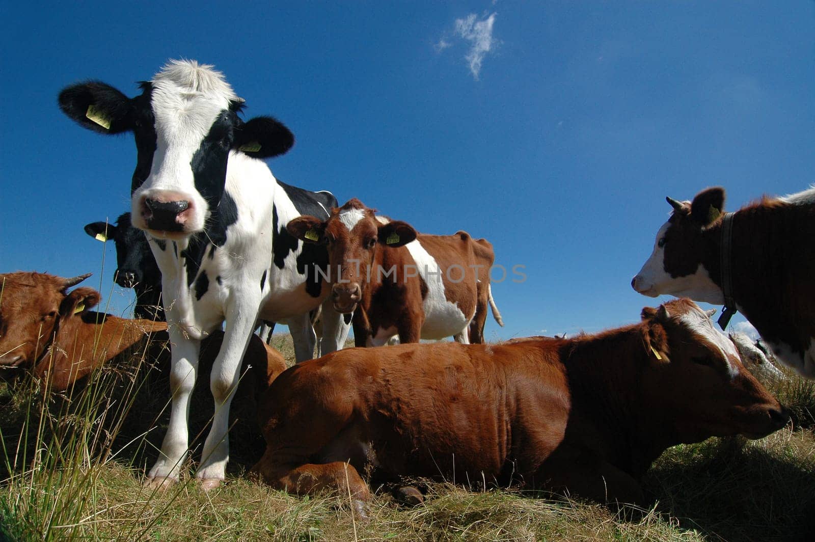 Cows 2