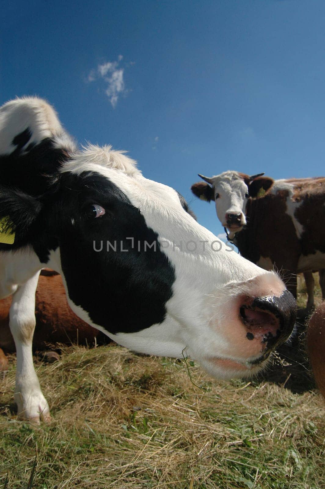 Cows 1