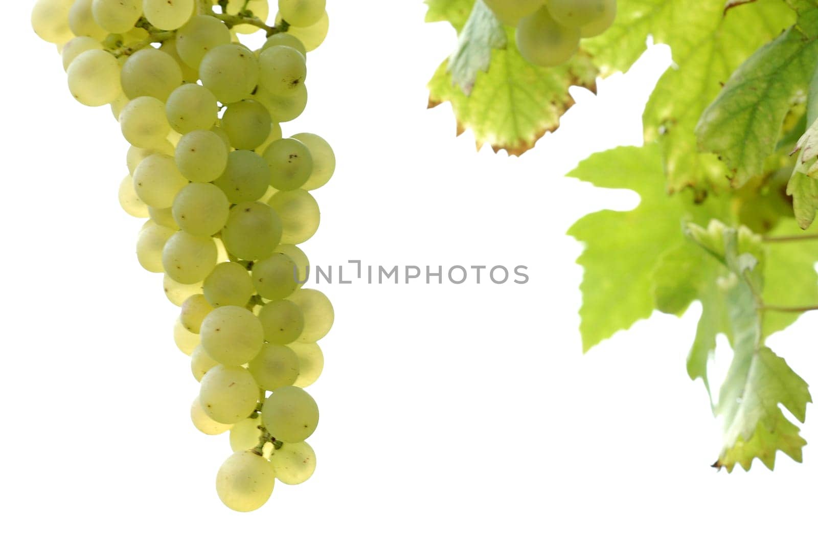 Grapes 9