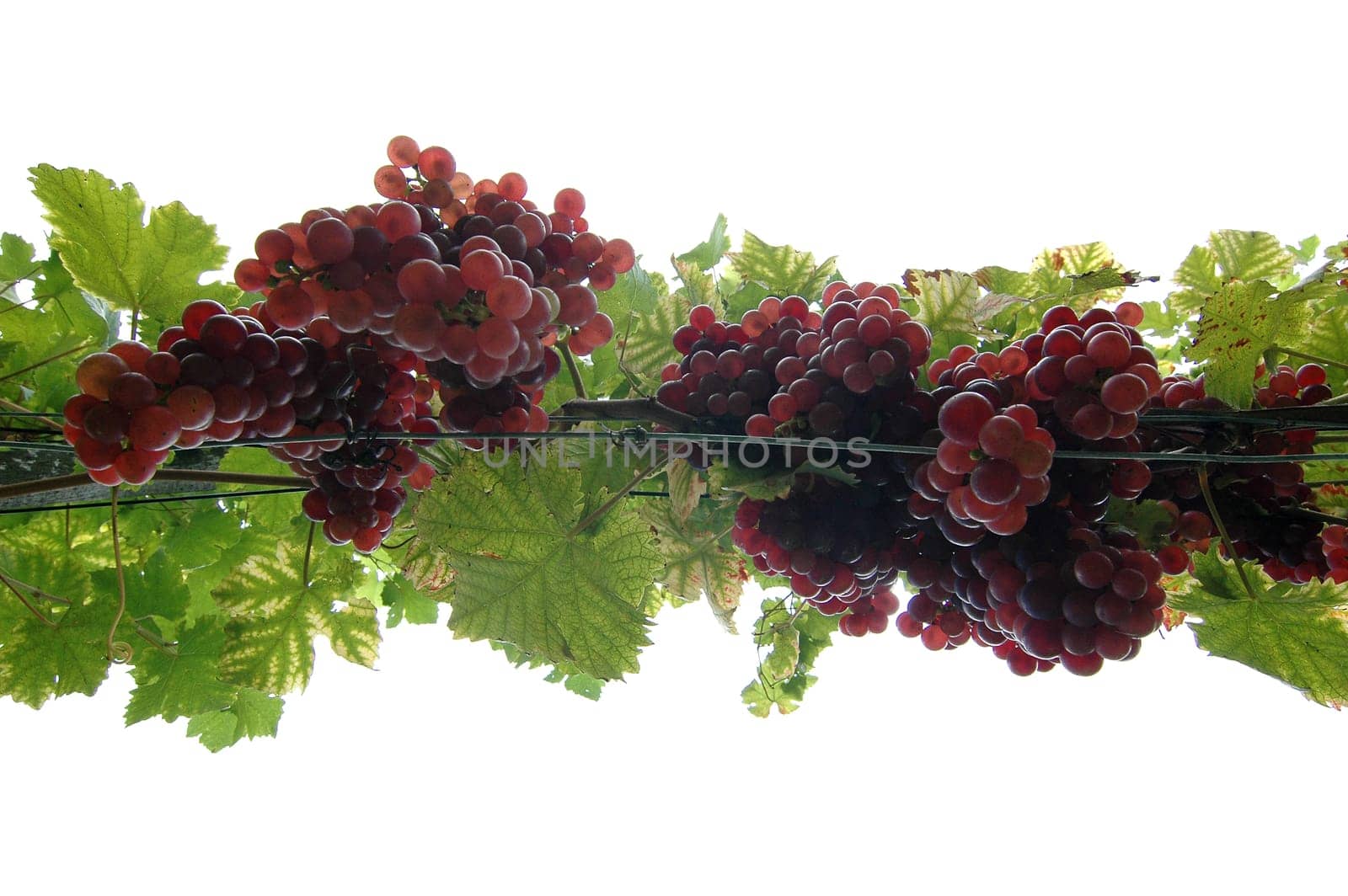 Grapes 10