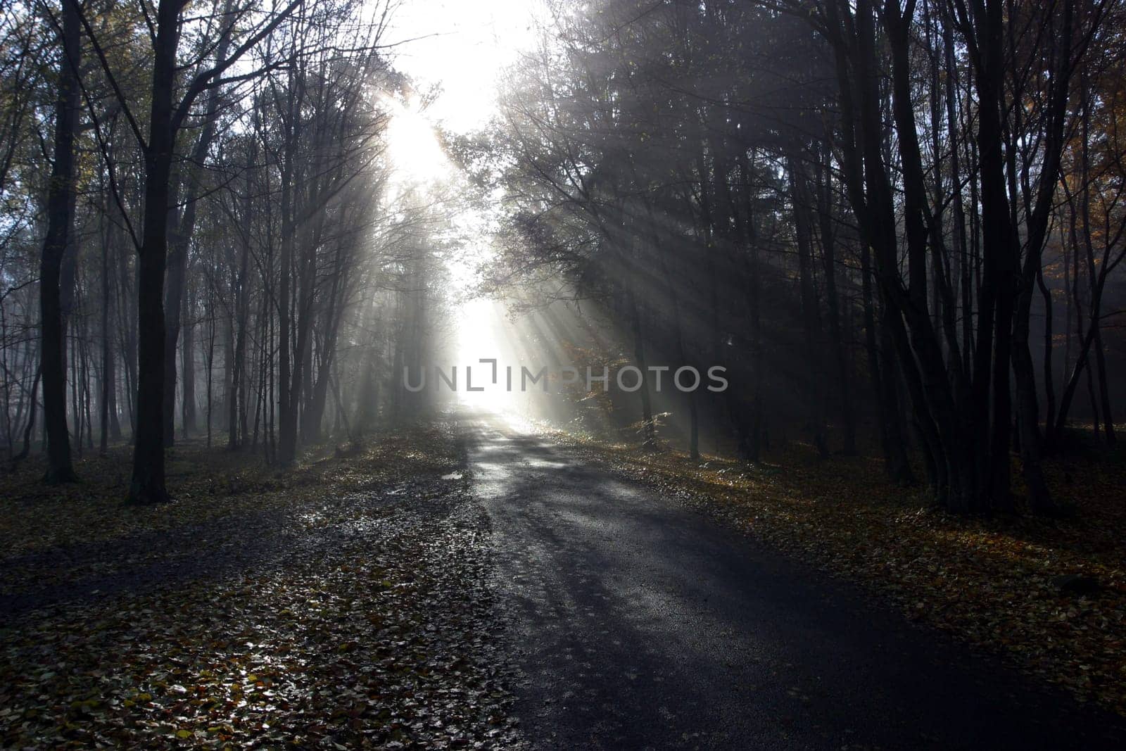 Finger of light in the autumn forest