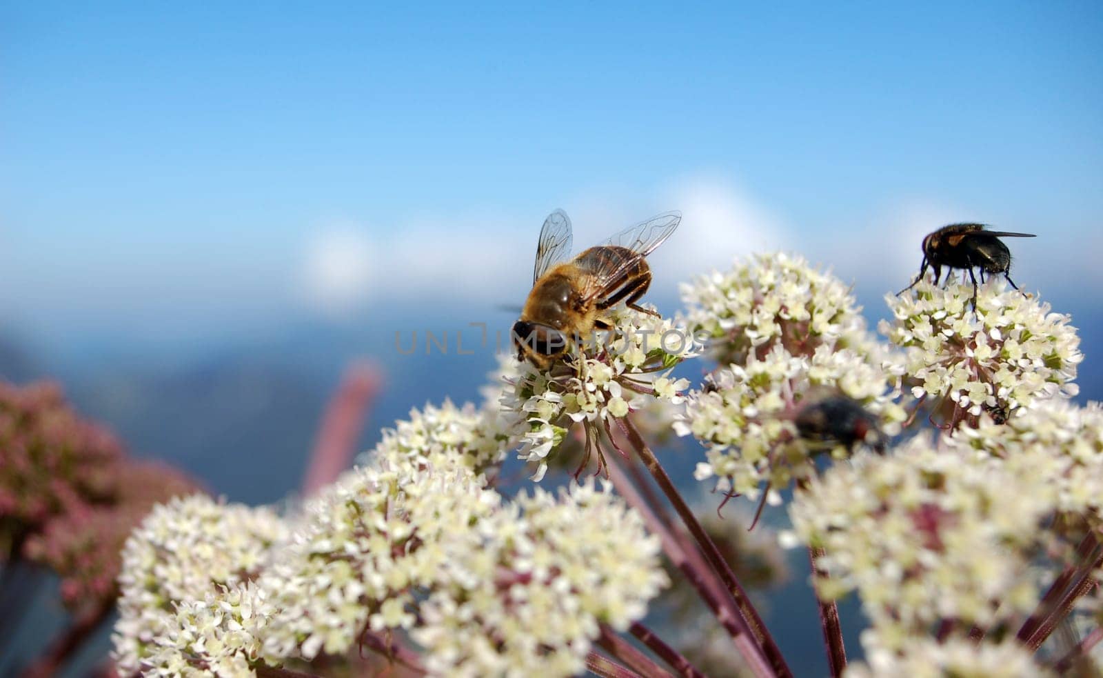 Alpine nectar