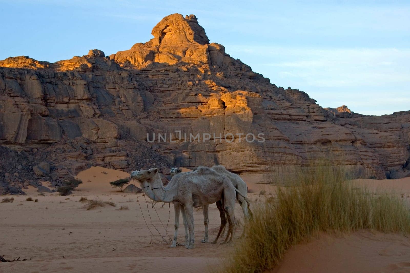 Morning in the desert