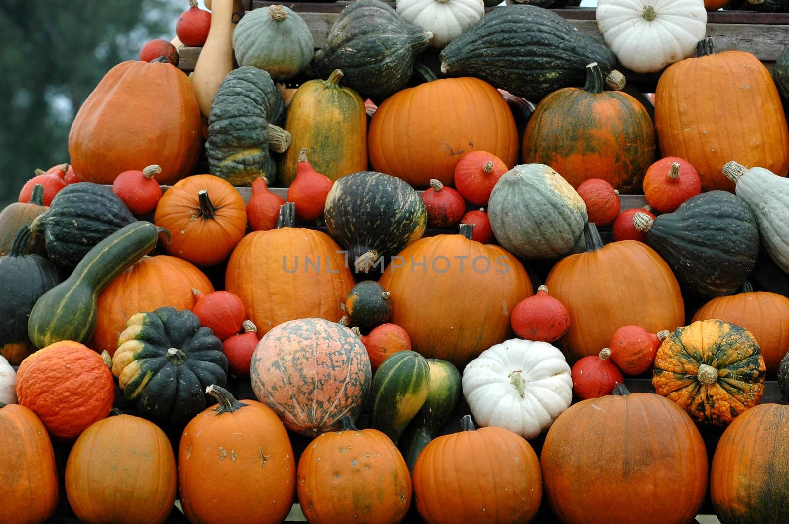 Pumpkin 4
