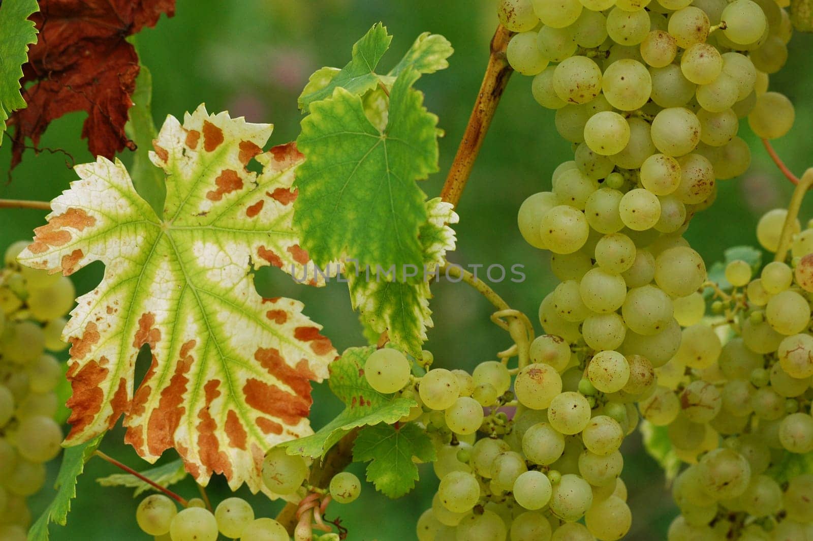 Grapes 13