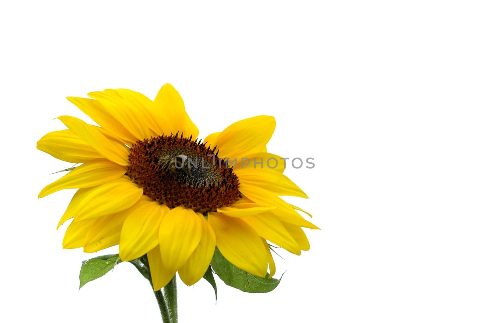 Sunflower 1