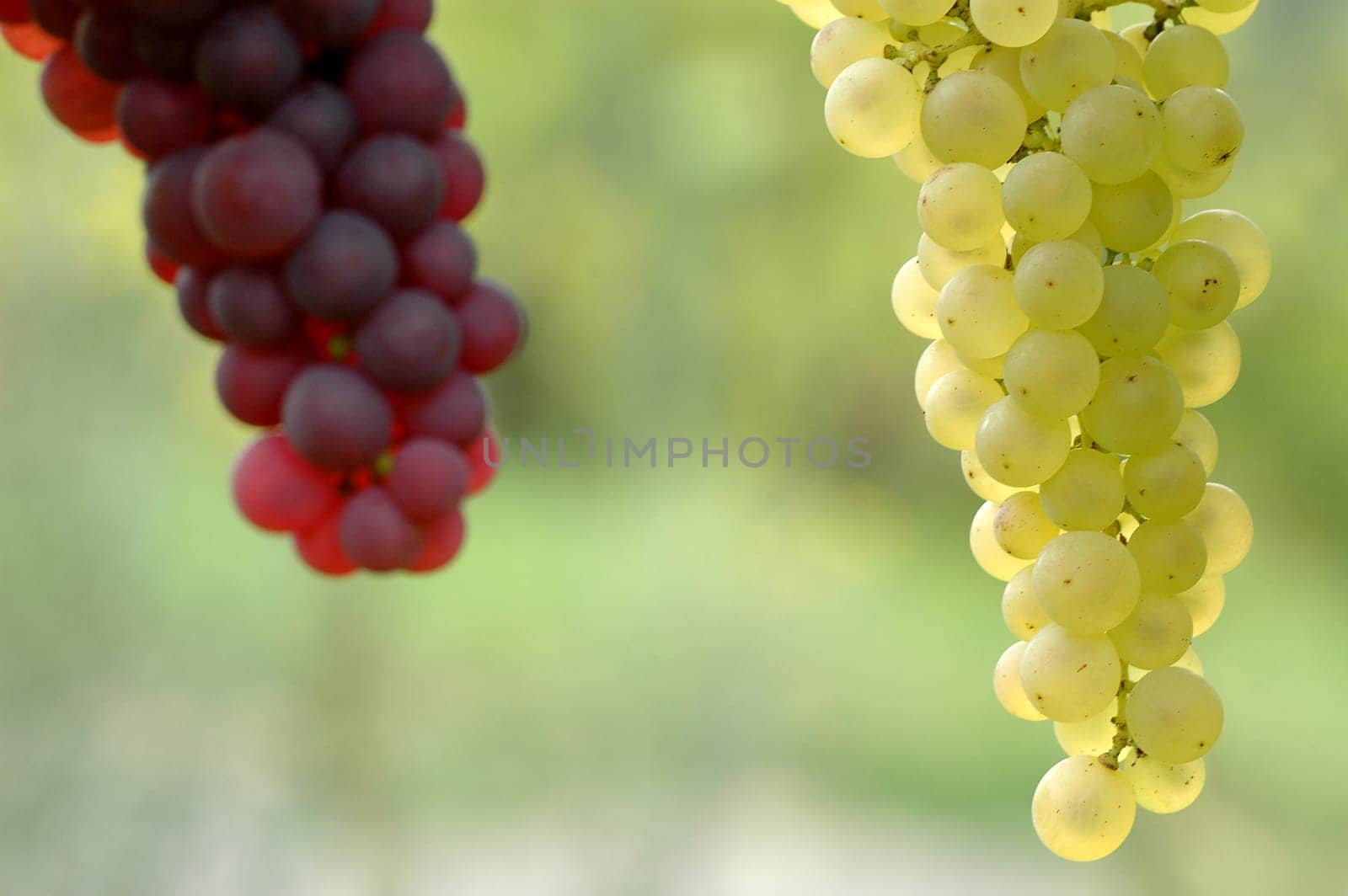 Grapes 15