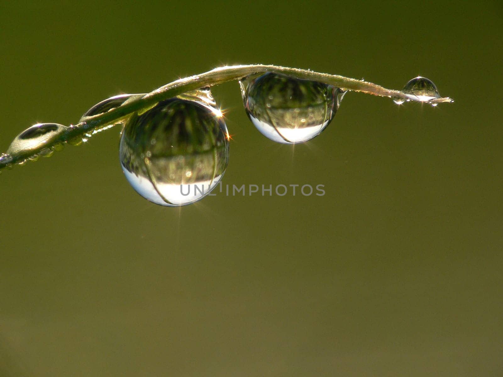 so,my first macro with a compact Lumix Z20 and the Raynox macro lens,with tripod