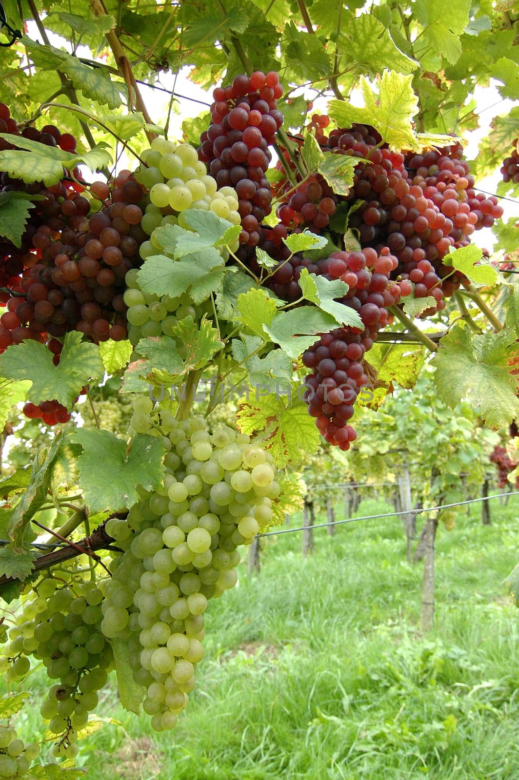 Grapes 12