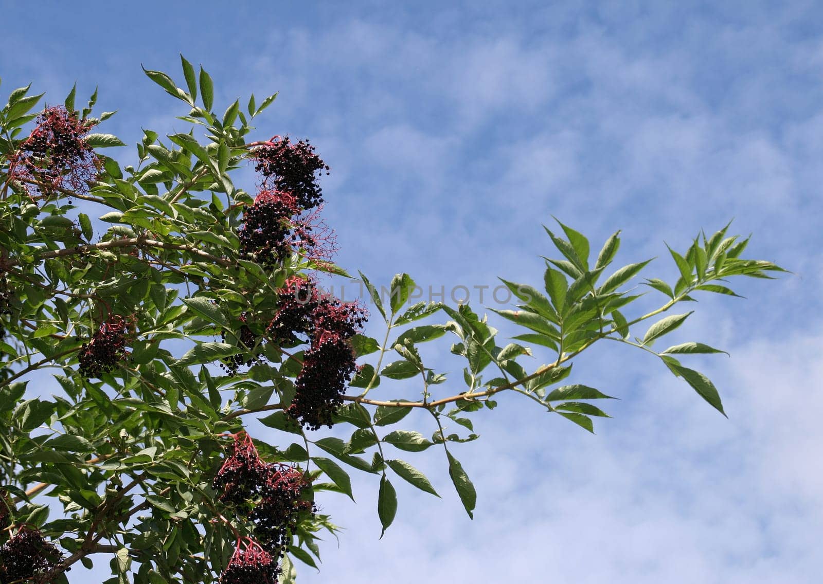 Lilac berries