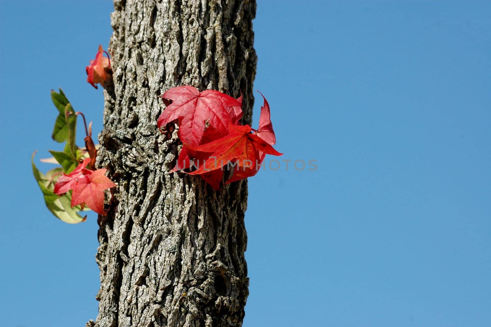 Autumn Tree 3