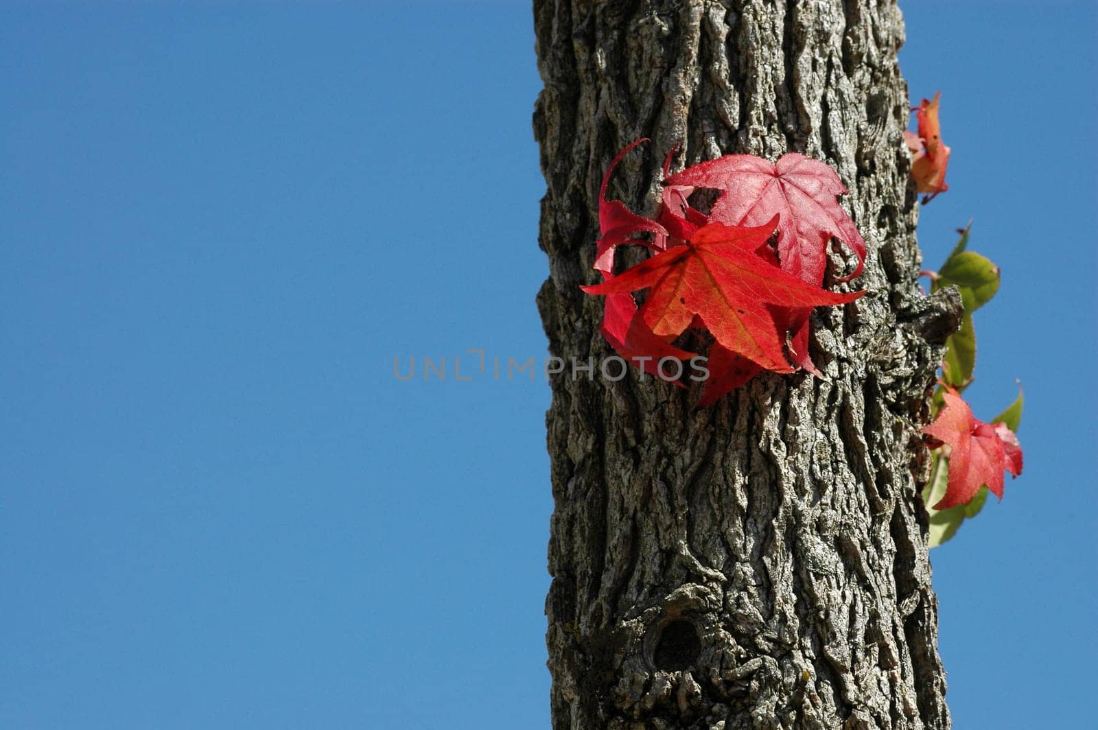 Autumn Tree 4