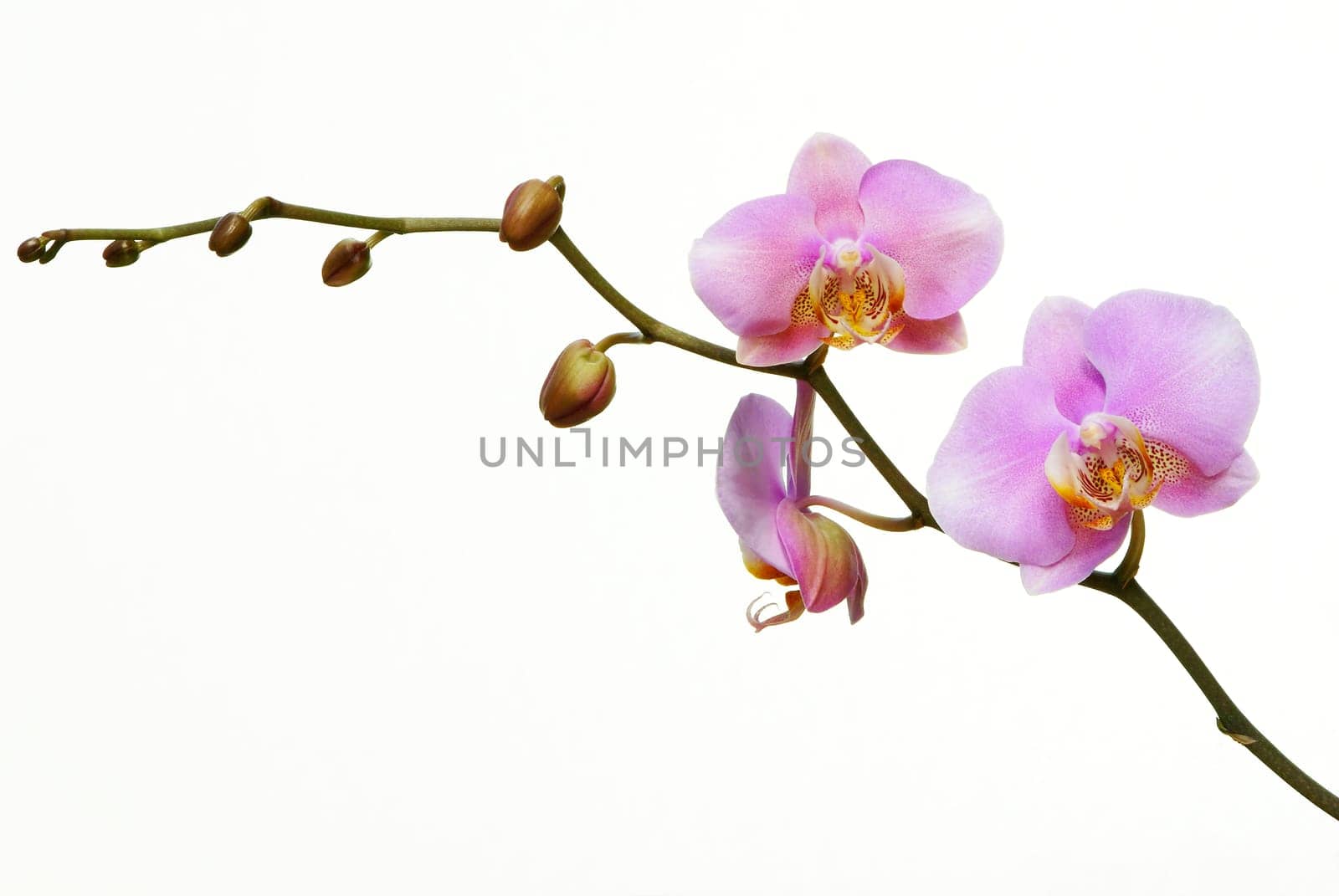 Delicate Violet