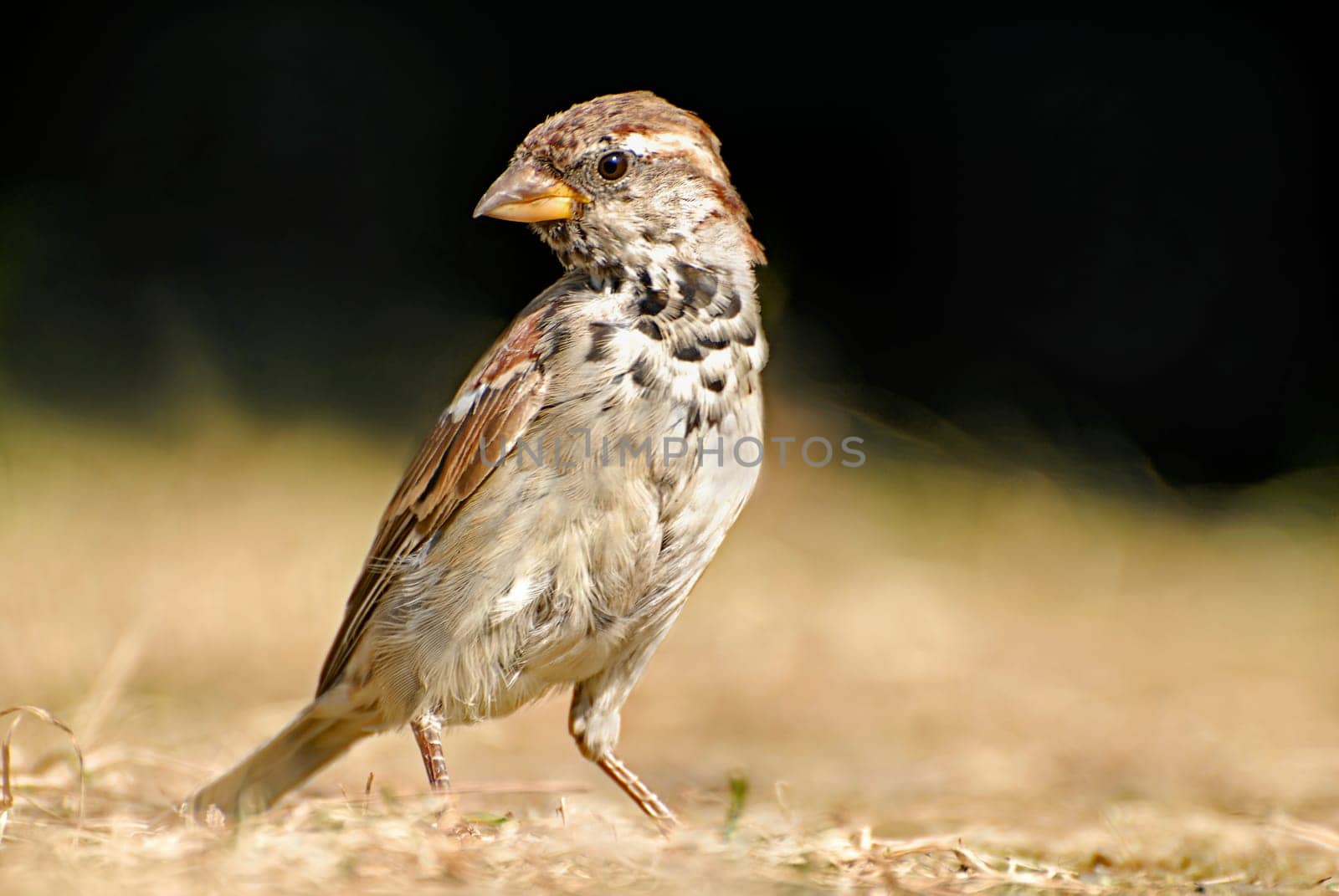 Sparrow II