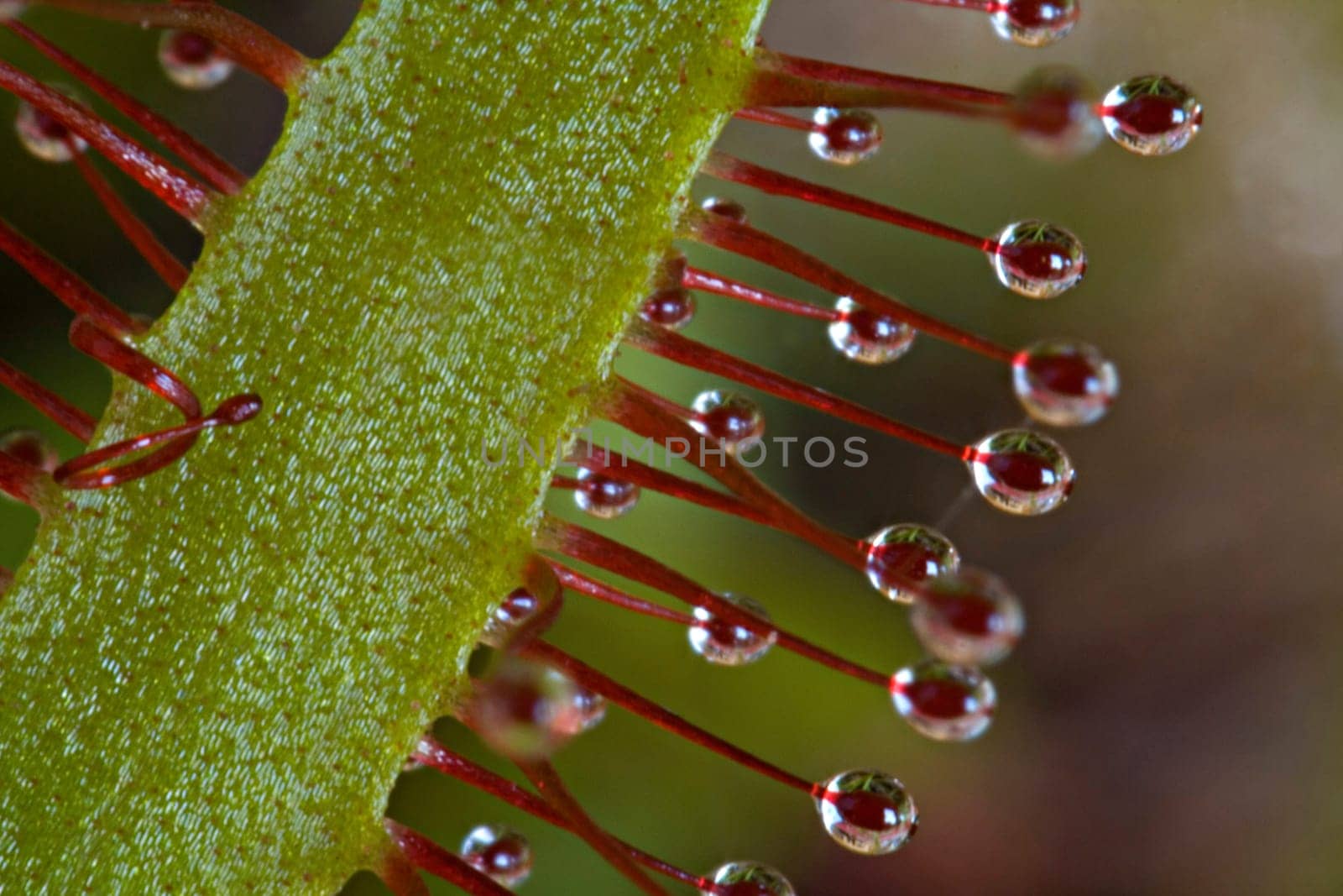 Taken with reversing ring and EF-S 18-55 KIT lens