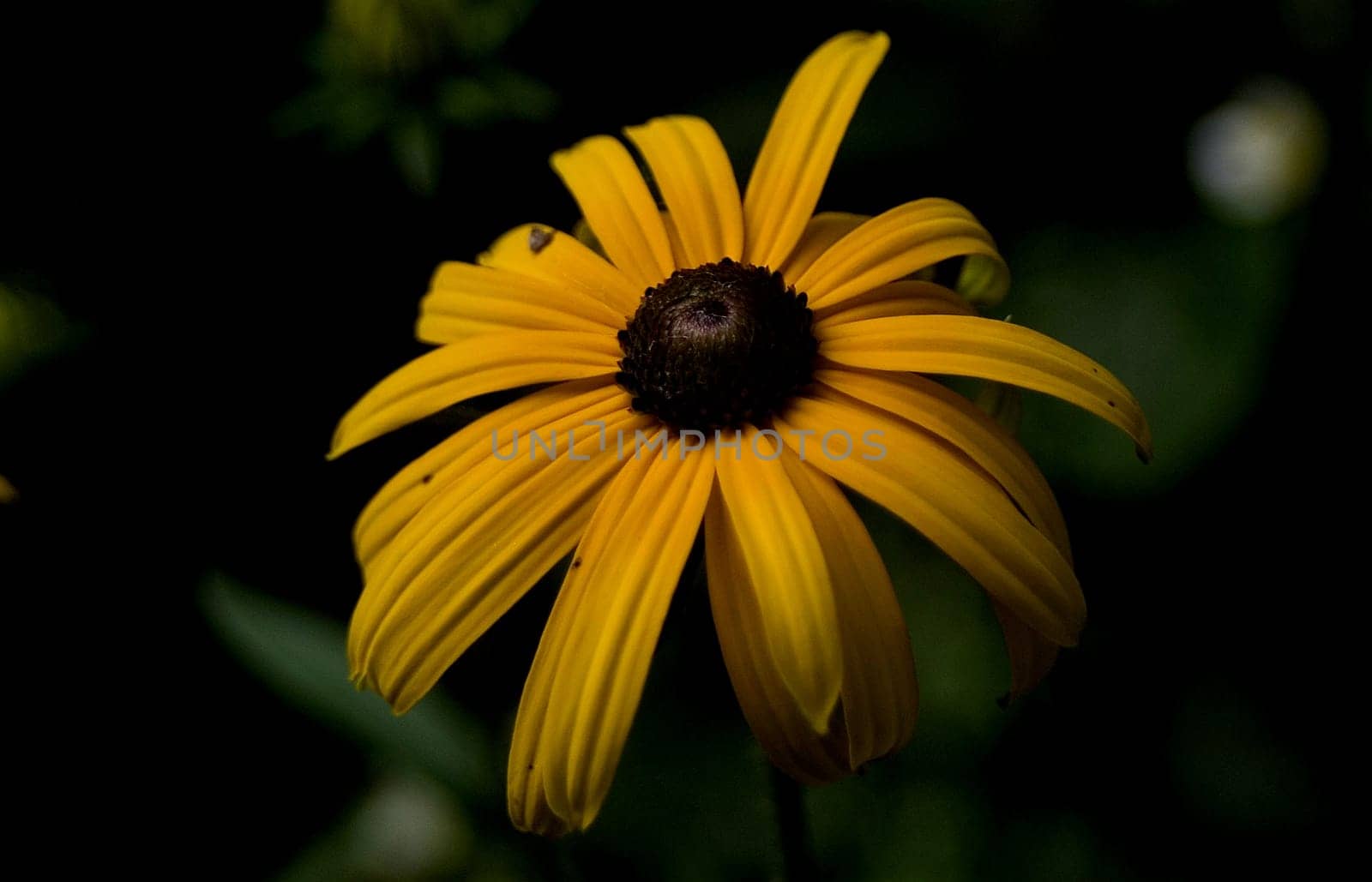 Coneflower