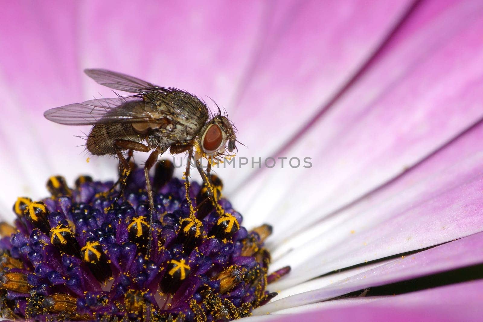 View in XXL ! ... has spilled itself. A flower fly on a cape basket flower.