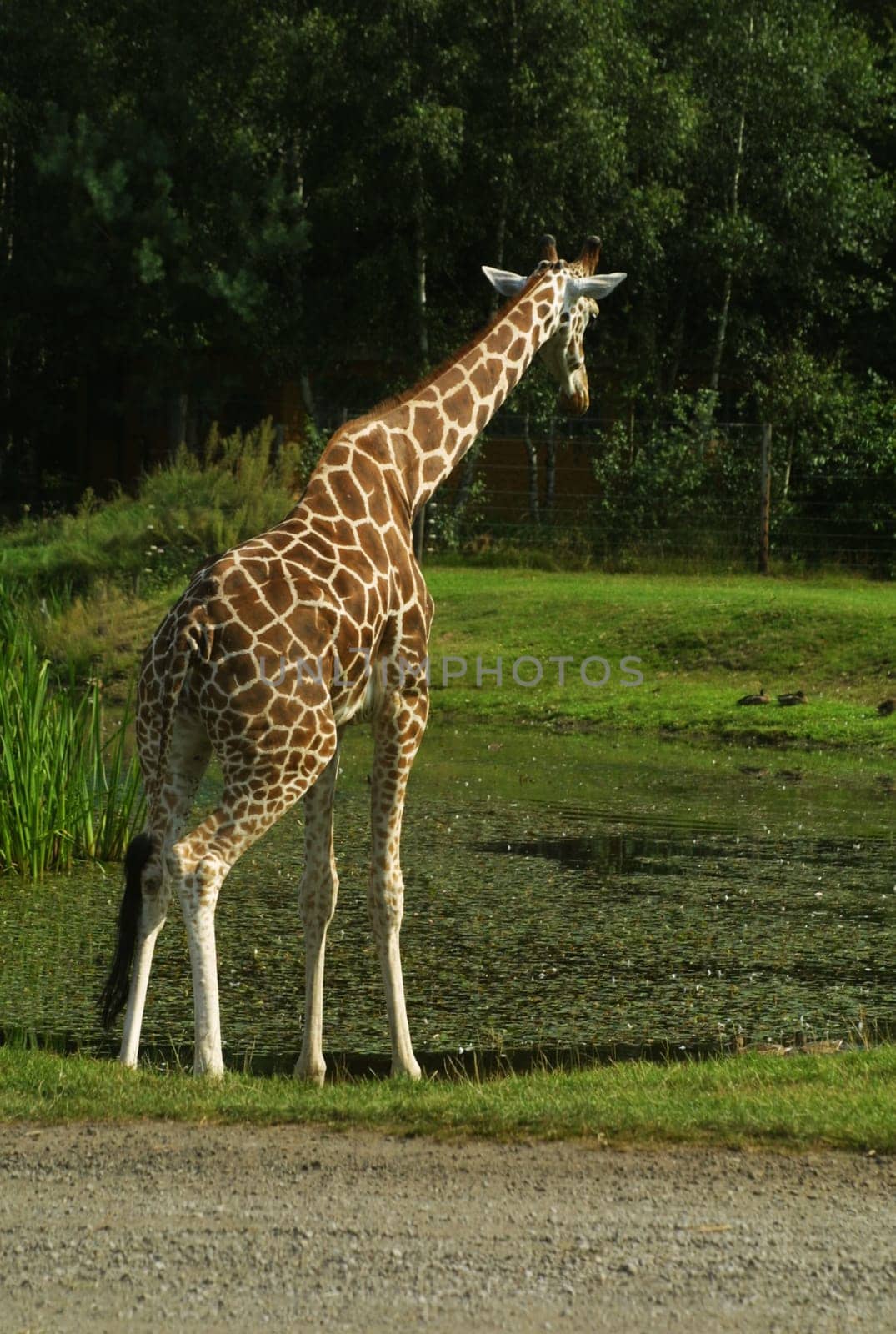 Giraffe