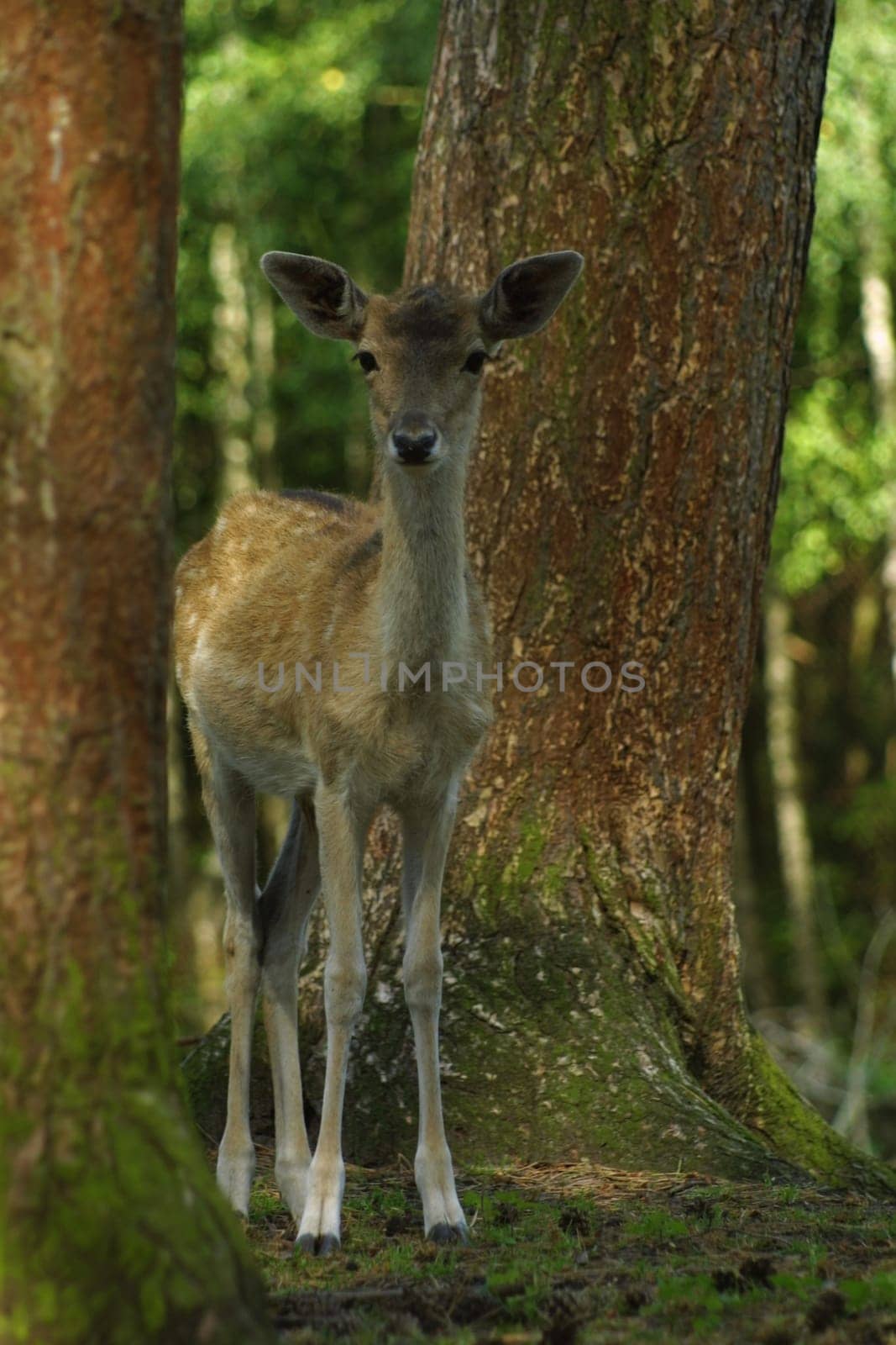 in the forest there are the...