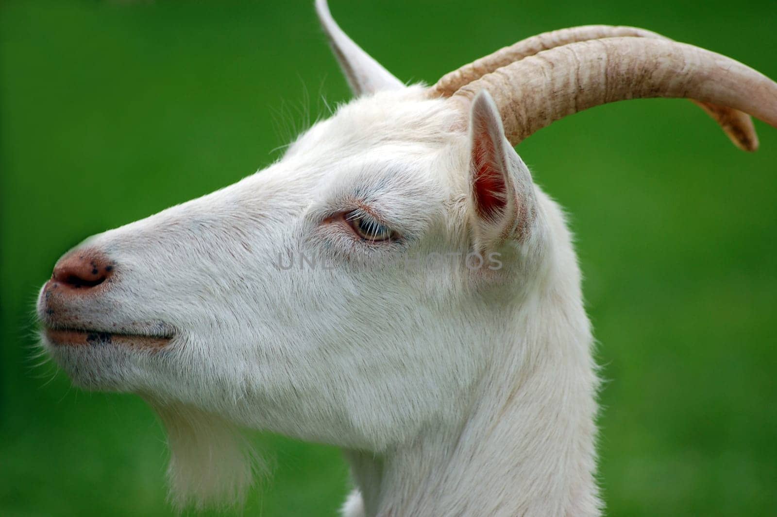 Billy goat