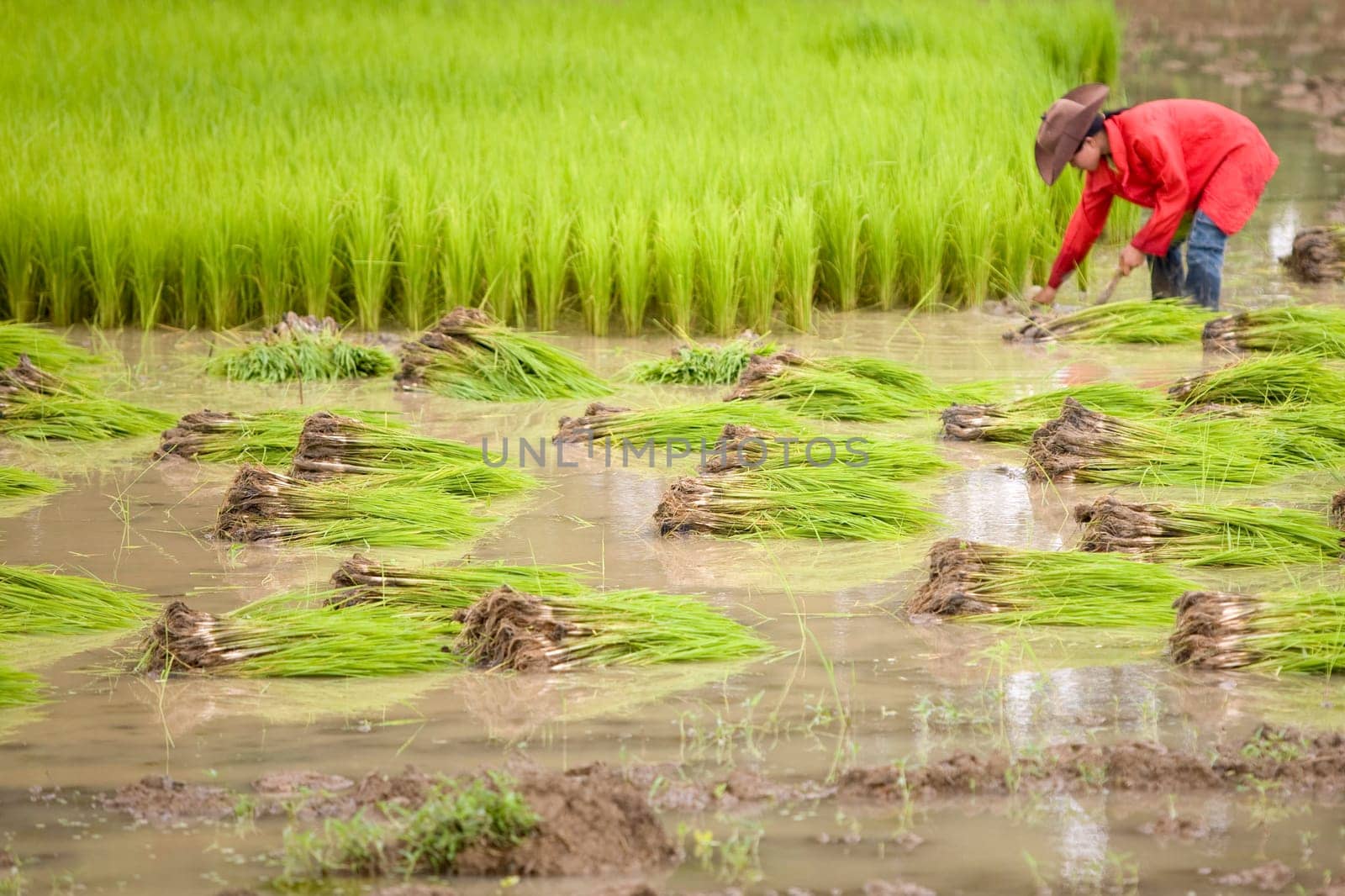 Work at the rice field,Laos