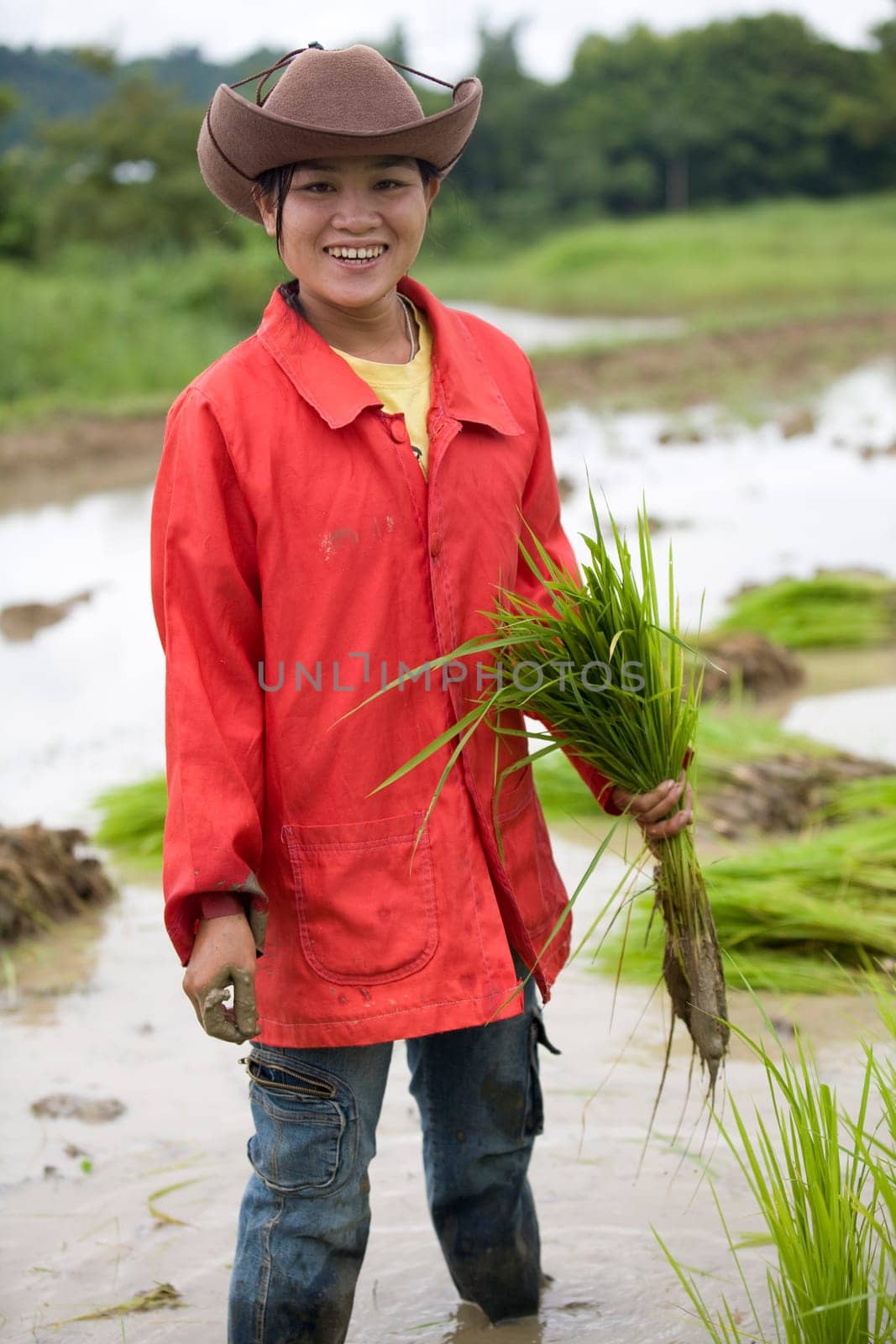 Work at the rice field,Laos
